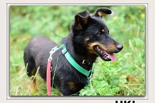 UKI,mały,krótsze lapki,wesoły,szczepiony piesek .ADOPCJA