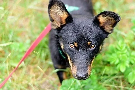UKI,mały,krótsze lapki,wesoły,szczepiony piesek .ADOPCJA, Mazowieckie, Warszawa
