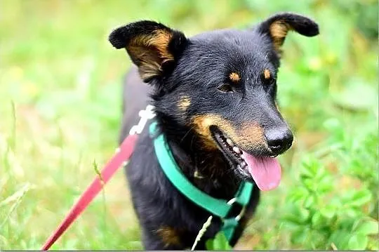 UKI,mały,krótsze lapki,wesoły,szczepiony piesek .ADOPCJA, Mazowieckie, Warszawa