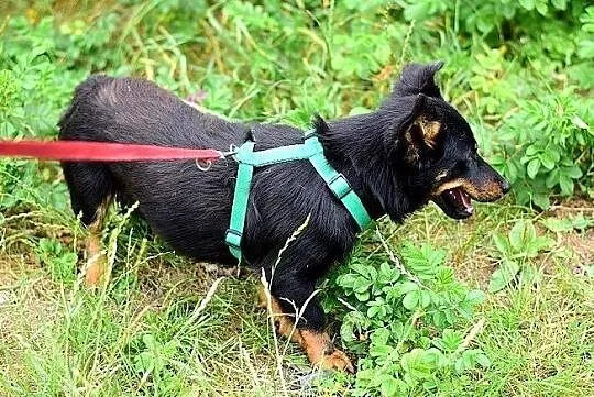 UKI,mały,krótsze lapki,wesoły,szczepiony piesek .ADOPCJA, Mazowieckie, Warszawa