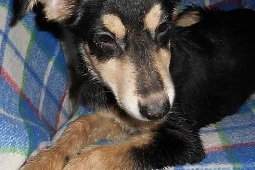 MOCCA- mądry i odważny szczeniak do adopcji,  mazo