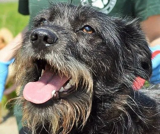 Daga młoda terierkowata przytulanka do adopcji, w