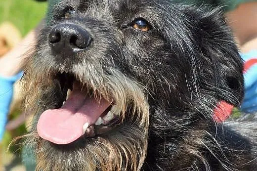 Daga młoda terierkowata przytulanka do adopcji,  w