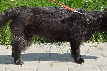 Daga młoda terierkowata przytulanka do adopcji,  w