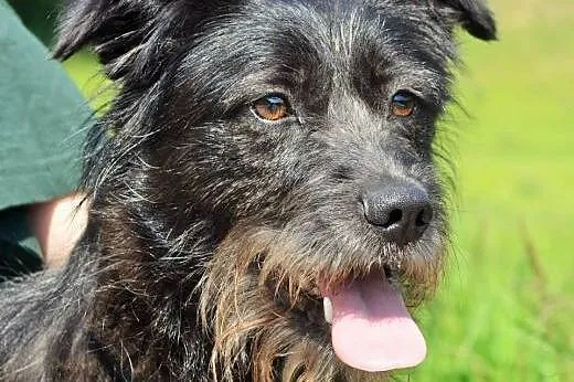 Daga młoda terierkowata przytulanka do adopcji,  w