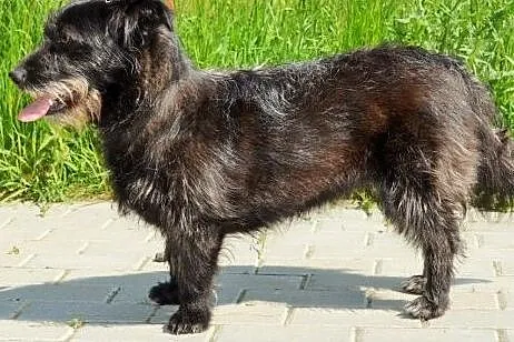Daga młoda terierkowata przytulanka do adopcji,  w
