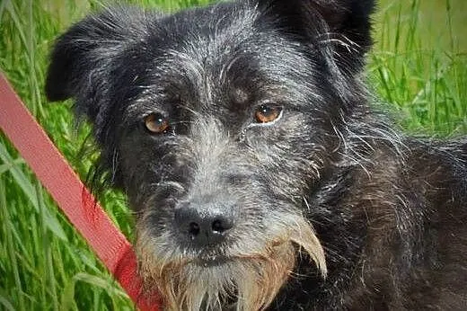 Daga młoda terierkowata przytulanka do adopcji,  w