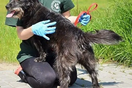 Daga młoda terierkowata przytulanka do adopcji,  w