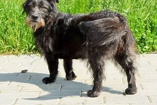 Daga młoda terierkowata przytulanka do adopcji,  w