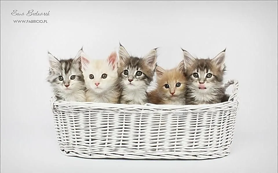 Kocięta maine coon