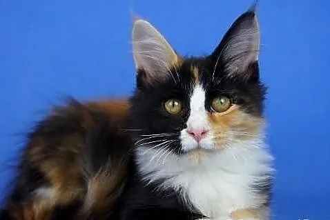 Kocięta maine coon