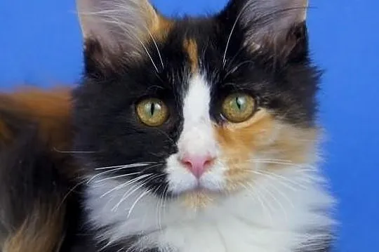 Kocięta maine coon
