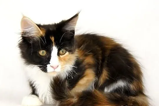 Kocięta maine coon
