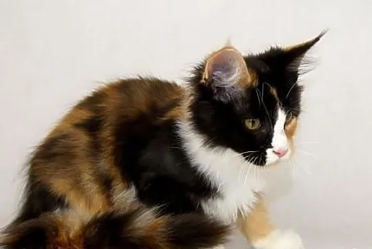 Kocięta maine coon
