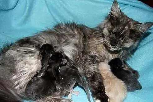 Kocięta maine coon