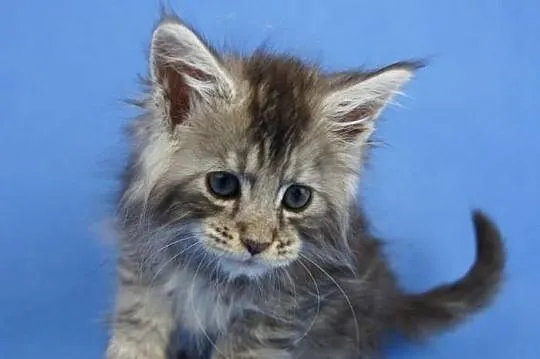 Kocięta maine coon