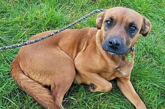 BOKSIA - niewielka, kochana sunia marnieje w schronisku! Adoptuj!, Mazowieckie, Warszawa