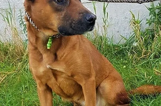 BOKSIA - niewielka, kochana sunia marnieje w schronisku! Adoptuj!, Mazowieckie, Warszawa