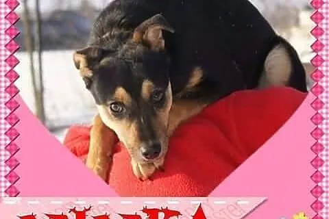 Nineczka, 5 miesięczna, cudowna suczka szuka domu!