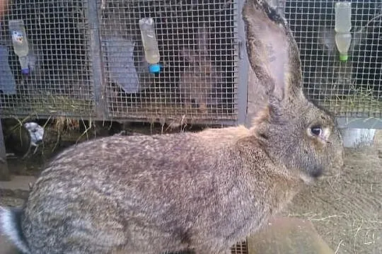 Sprzedam samice BOS rodowód WYSYŁKA