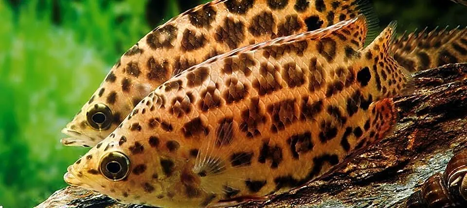 Buszowiec ostropyski - Ctenopoma acutirostre - WYSYŁKA, Pomorskie, Gdańsk