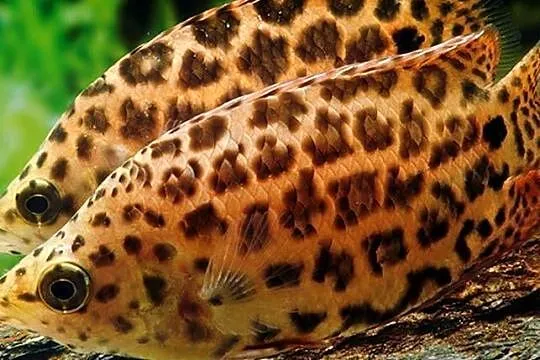 Buszowiec ostropyski - Ctenopoma acutirostre - WYSYŁKA