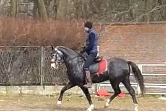 Sprzedam ślicznego siwego, , Karniewo