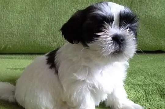 Shih Tzu