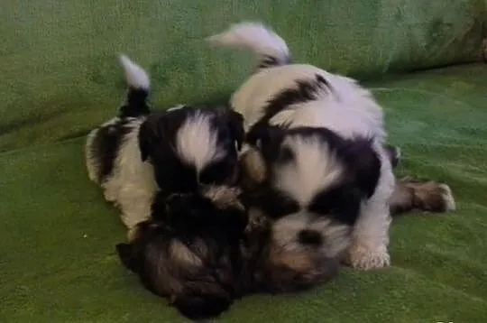 Shih Tzu