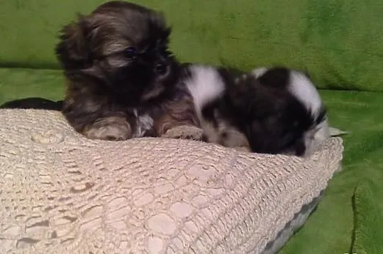 Shih Tzu