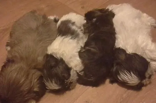 Shih Tzu
