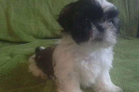 Shih Tzu