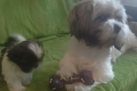 Shih Tzu