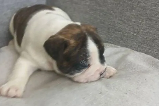 Buldog francuski piesek, Świętokrzyskie, Przeczów