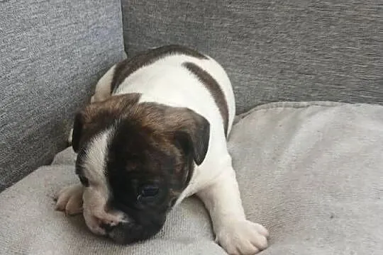 Buldog francuski piesek, Świętokrzyskie, Przeczów