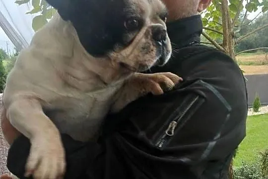 Buldog francuski piesek, Świętokrzyskie, Przeczów