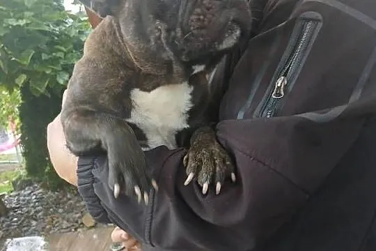 Buldog francuski piesek, Świętokrzyskie, Przeczów