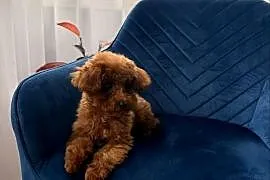 Pudel toy