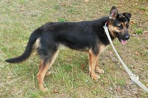 Kora - piękna młoda sunia w typie Owczarka Niemiec