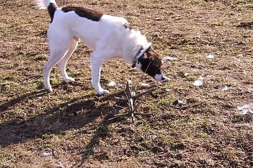 Terry, żywiołowy bardzo psiak,  mazowieckie Radom