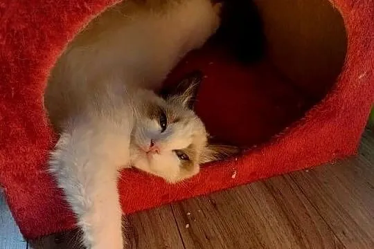 Kocurek Ragdoll FPL/FIFe, Kujawsko-pomorskie, Lubanie