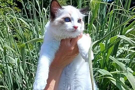 Kocurek Ragdoll FPL/FIFe, Kujawsko-pomorskie, Lubanie