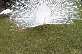 Jaja lęgowe od pawi krolewskich