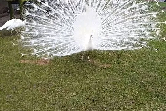 Jaja lęgowe od pawi krolewskich, Mazowieckie, Siedlce
