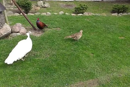 Jaja lęgowe od pawi krolewskich, Mazowieckie, Siedlce