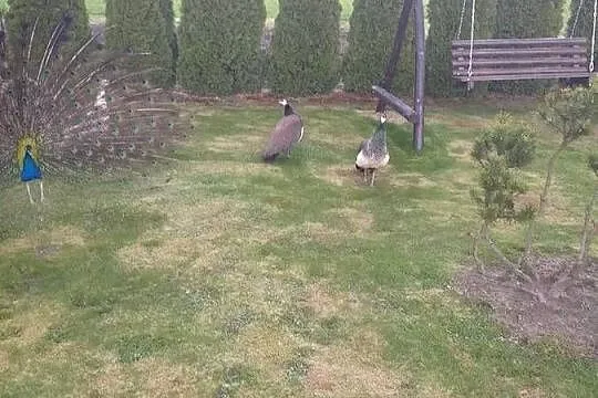 Jaja lęgowe od pawi krolewskich, Mazowieckie, Siedlce