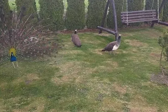 Jaja lęgowe od pawi krolewskich, Mazowieckie, Siedlce