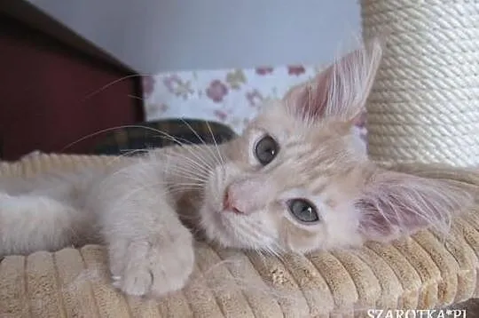 Śliczna koteczka Maine Coon
