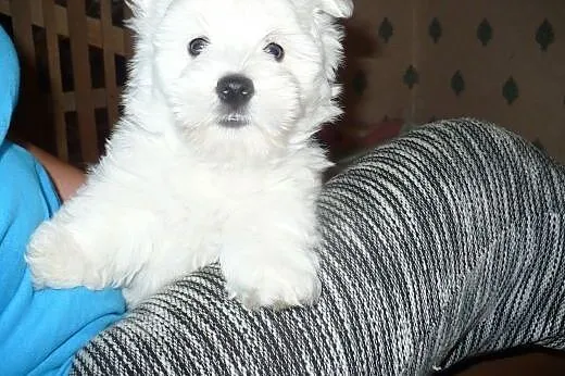 West Highland White Terrier,  śląskie Kłobuck