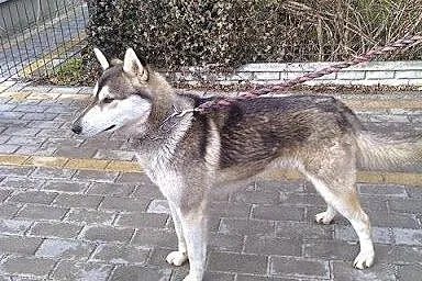 Tajfun - szczeniak w typie husky szuka domu,  mało